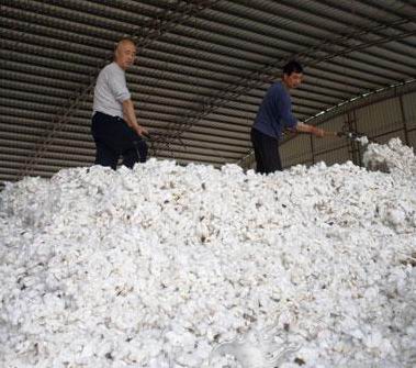 棉價(jià)嚴(yán)重下跌 存棉成無(wú)奈之舉