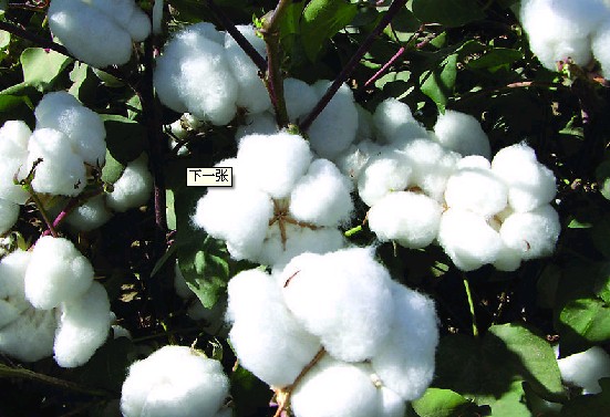 棉市疲軟:棉花謹慎躊躇不前