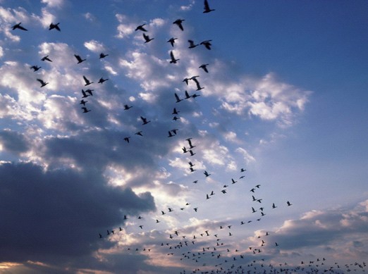 櫻花家紡:從雁行理論看團隊精神