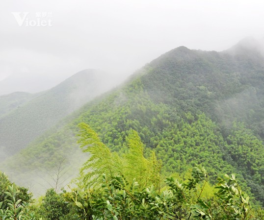 紫羅蘭市場部登山拓展敘寫永不放棄的團隊精神