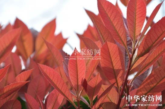 寶縵:初春乍暖愛上生機