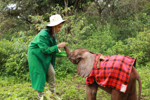 李冰冰出演"變四"引熱議非洲認養(yǎng)幼象