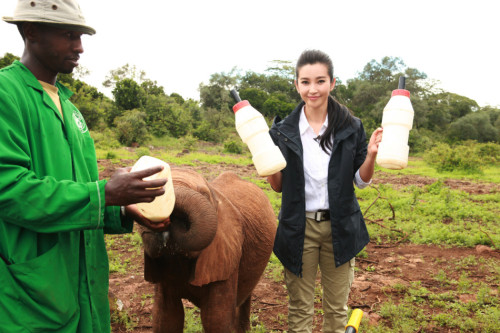 李冰冰出演"變四"引熱議非洲認養(yǎng)幼象