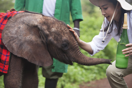李冰冰出演"變四"引熱議非洲認養(yǎng)幼象