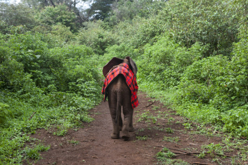 李冰冰出演"變四"引熱議非洲認養(yǎng)幼象