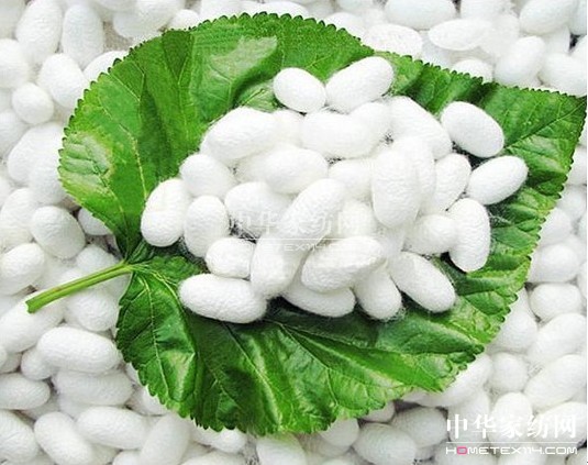 紫羅蘭:真蠶絲PK人造絲