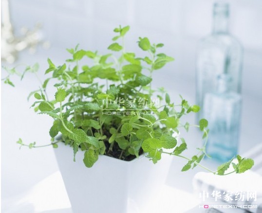 紫羅蘭小貼士 如何去除室內(nèi)過敏源