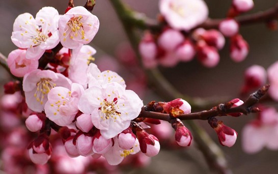 ���z�Ҽ������з۲ʡ��y�� �c����s��