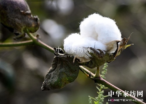家紡常識:純棉制品的特點