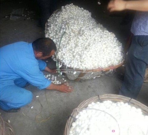 桐鄉、嘉興等地開始收購今年春繭