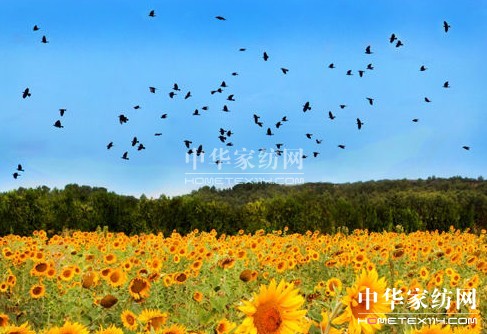 和我一起去普羅旺斯,約嗎?