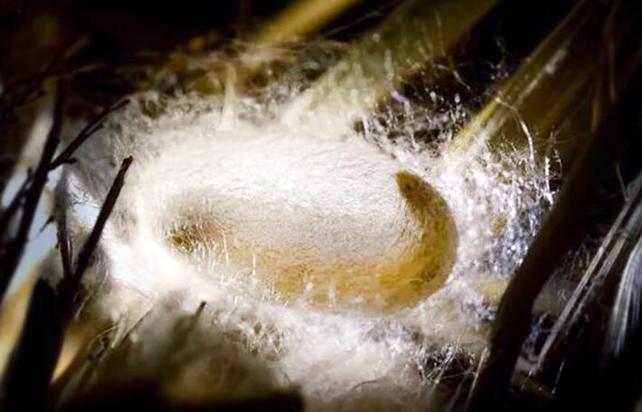 夕禾絲綢學(xué)堂之蠶絲被的制作